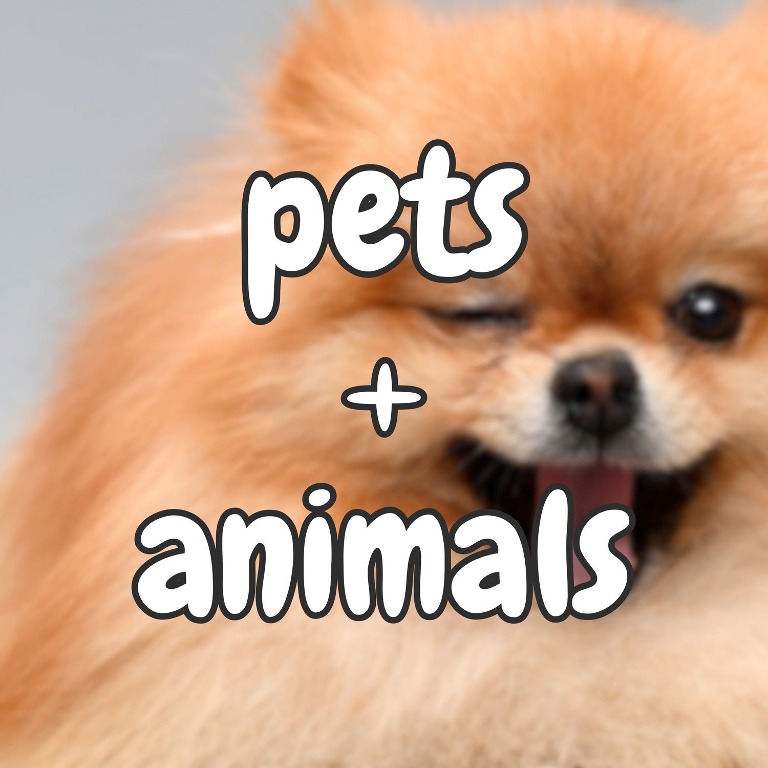 Pets + Animals